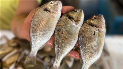 أسعار الأسماك اليوم الجمعة 15-3-2024