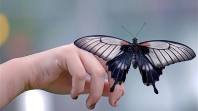 تفسير رؤية الفراشة في المنام «بشرى للعزباء والمتزوجة»