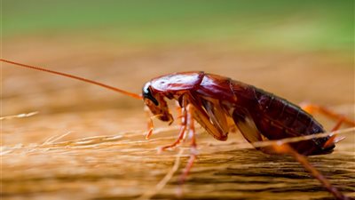 تفسير رؤية الصراصير في المنام وعلاقته بالسحر والحسد