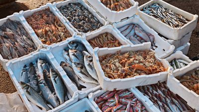 أسعار الأسماك اليوم الجمعة 29-3-2024