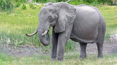 تفسير رؤية الفيل في المنام «بشارة بالخير والحظ السعيد»