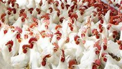   أسعار البانيه والفراخ اليوم الجمعة 5 أبريل 2024 في الأسواق المصرية