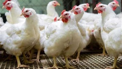 أسعار الفراخ والبانيه في الأسواق اليوم الأحد 7 أبريل 2024