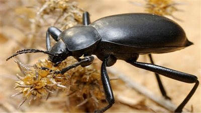 دراسة: الخنافس صديقة للبيئة وغير مضرة