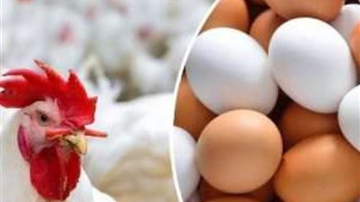  أسعار الفراخ الحية والمجمدة اليوم الجمعة في الأسواق المصرية