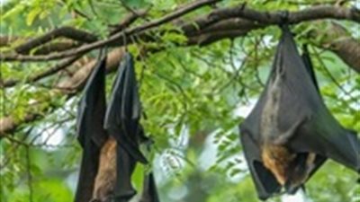  أرعب الجميع.. السعودية ترحب بانتشار الخفافيش لهذا السبب