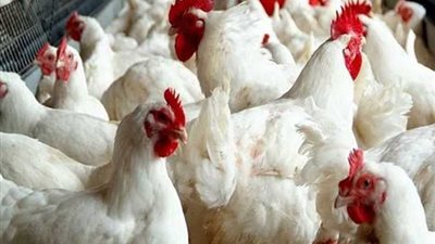 أسعار الدواجن اليوم الأحد 21-4-2024