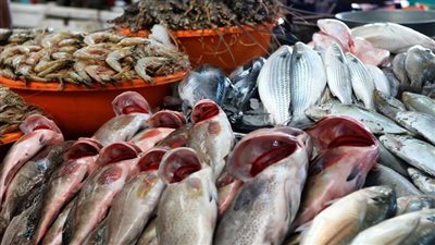 «خليها تعفن» | استمرار حملة مقاطعة الأسماك في جميع المحافظات بعد نجاحها