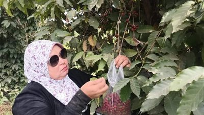 بكره اللي جاي أحلى |  نجاح زراعة البن في مصر بعد تجارب 40 عام 