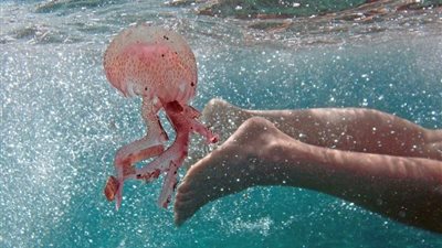 تفسير رؤية قنديل البحر في المنام للعزباء والحامل