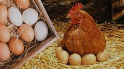 أسعار الفراخ البيضاء والبيض اليوم الأربعاء 1 مايو 2024 في الأسواق المصرية