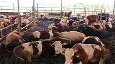  أسعار الخراف والعجول 2024 مع قرب حلول عيد الأضحي المبارك