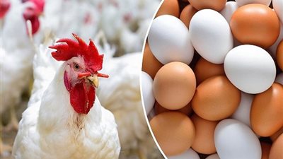 أسعار الدواجن والبيض اليوم الجمعة 10 مايو2024 في الأسواق المصرية