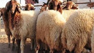 طرق شراء صكوك الأضاحي من وزارة الأوقاف وأسعارها