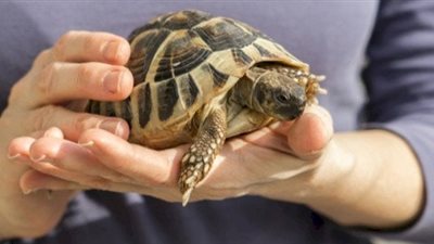 تفسير رؤية السلحفاة في المنام لابن سيرين